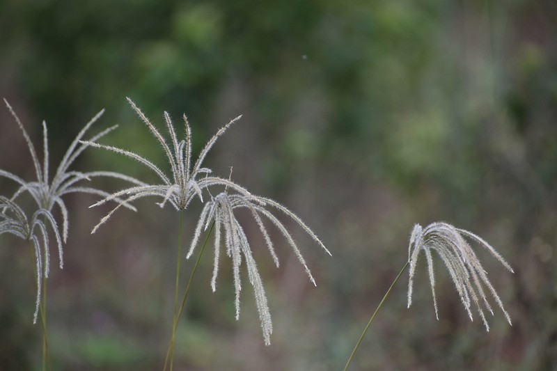 Tall Windmill Grass photo 7
