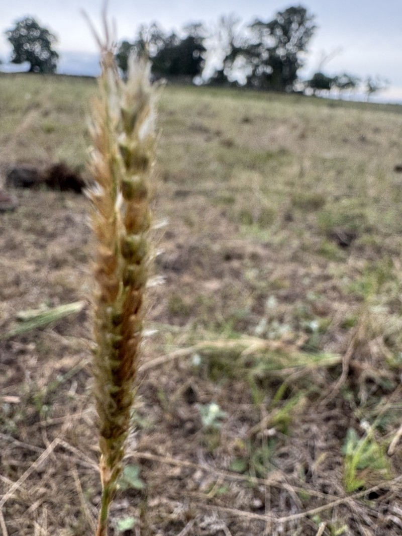 Stapfochloa grandiflora