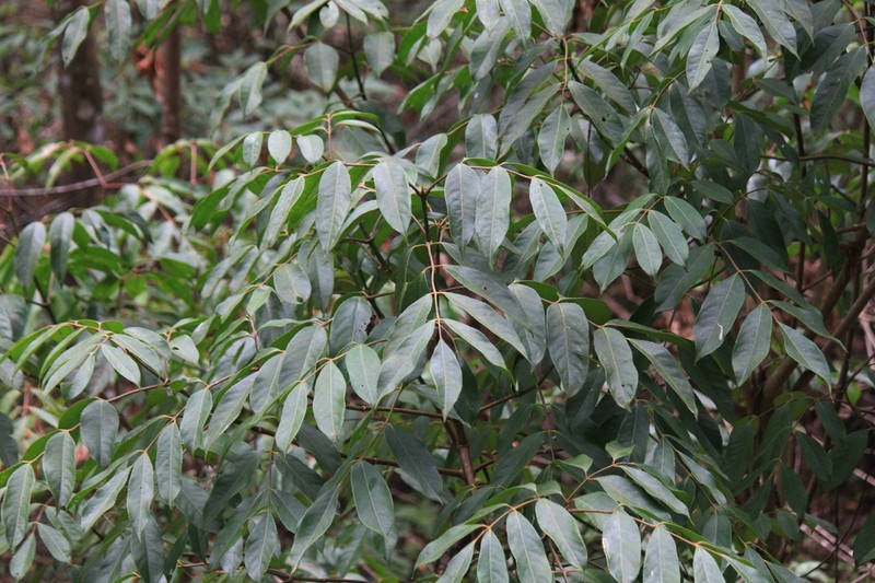Staphylea affinis