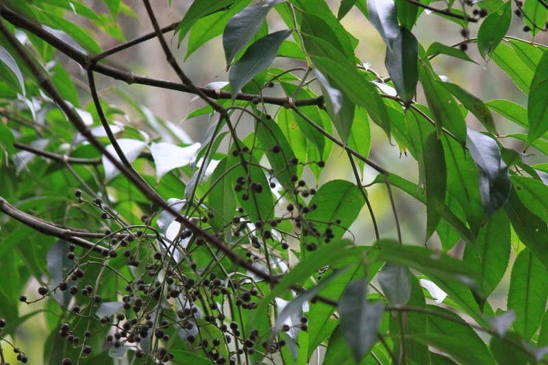 Staphylea affinis photo 3