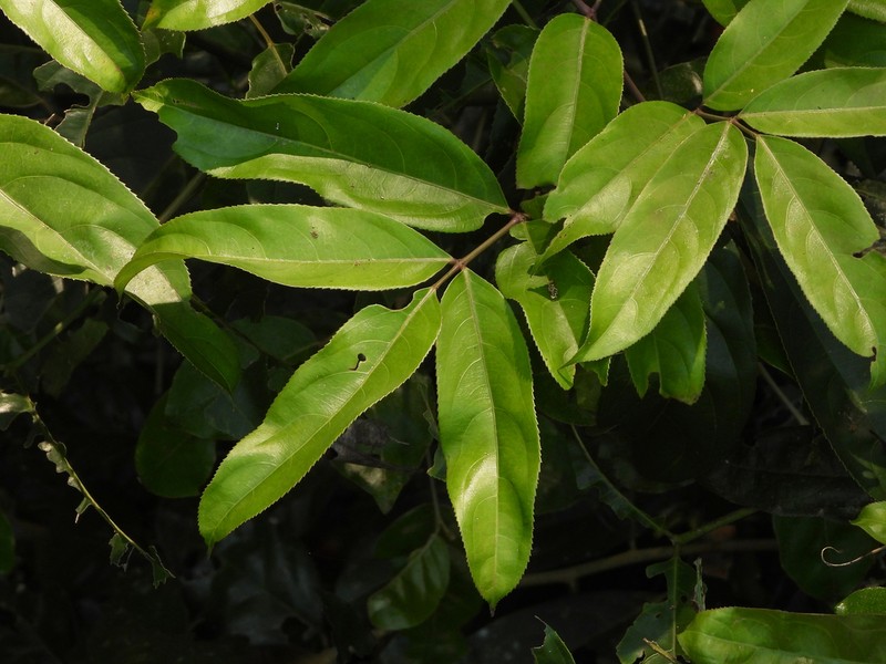 Staphylea affinis photo 4