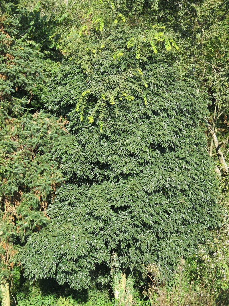 Staphylea affinis photo 5