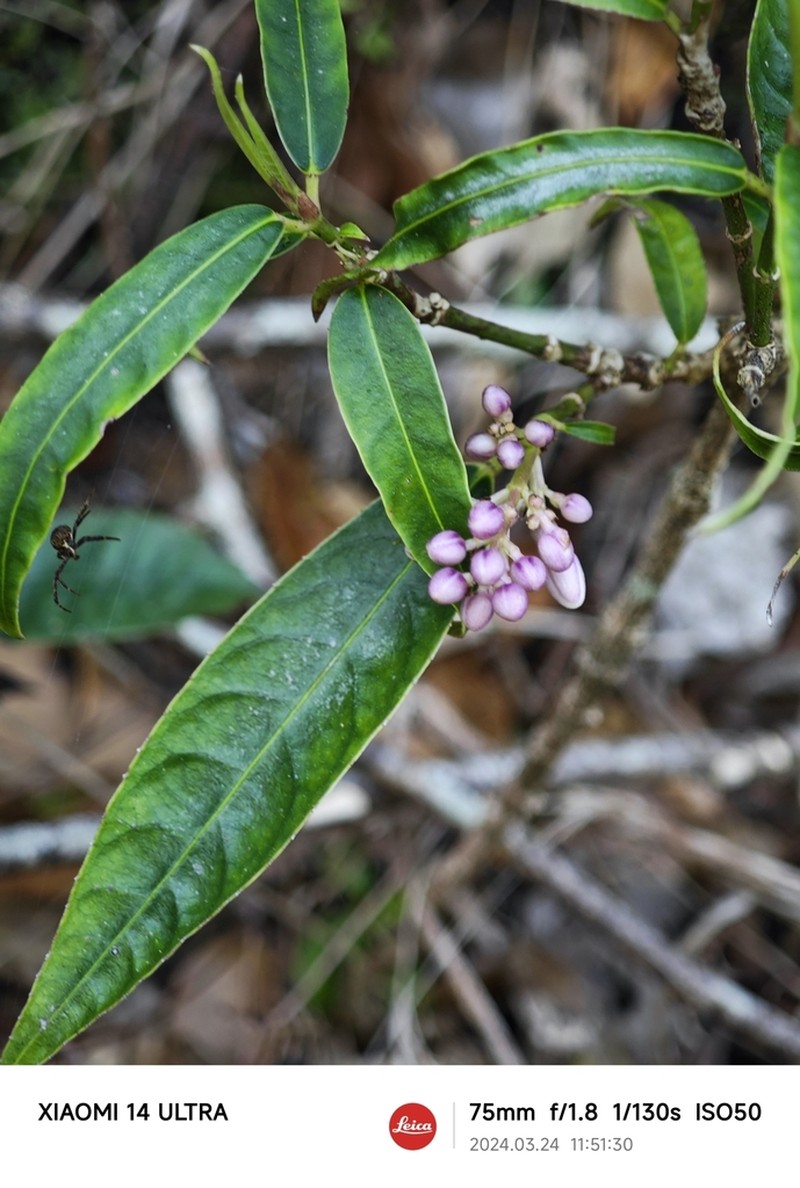 Staphylea arguta