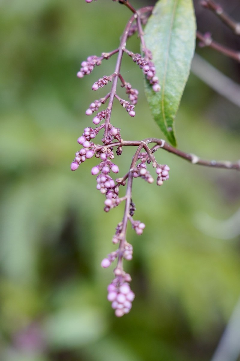 Staphylea arguta photo 2