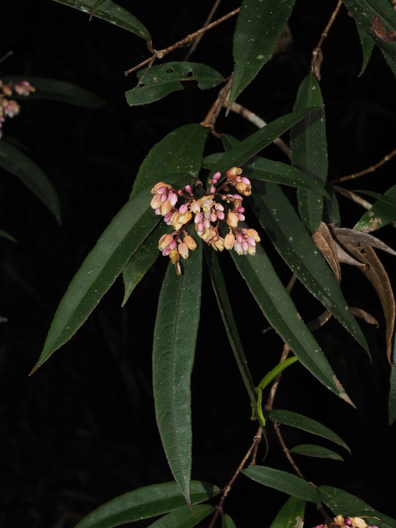Staphylea arguta photo 3