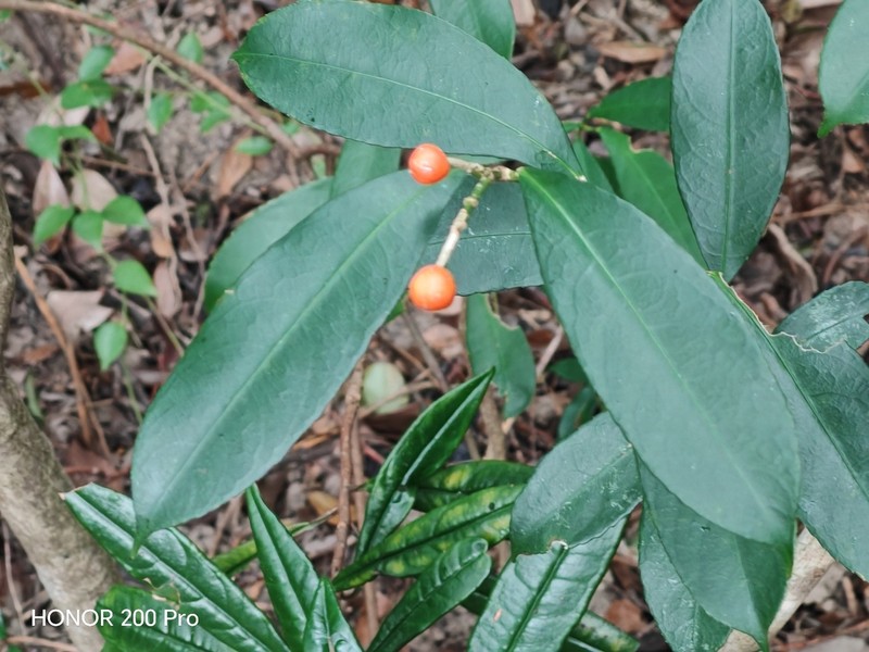 Staphylea arguta photo 4
