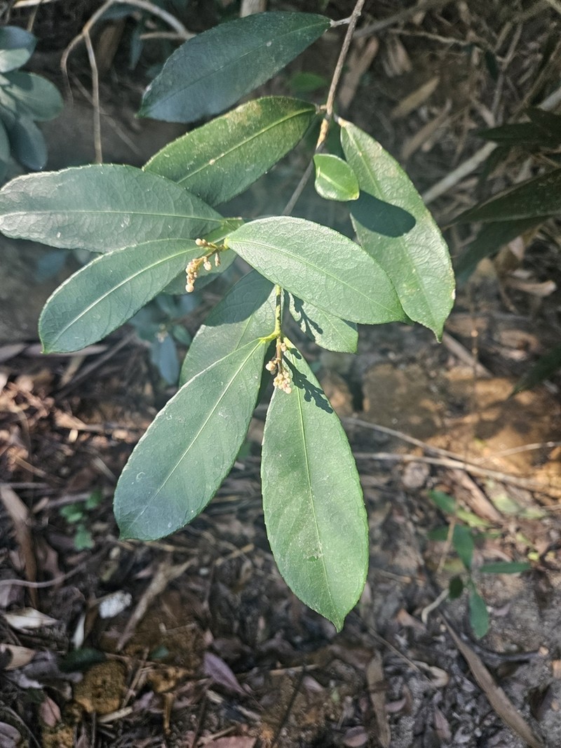 Staphylea arguta photo 5