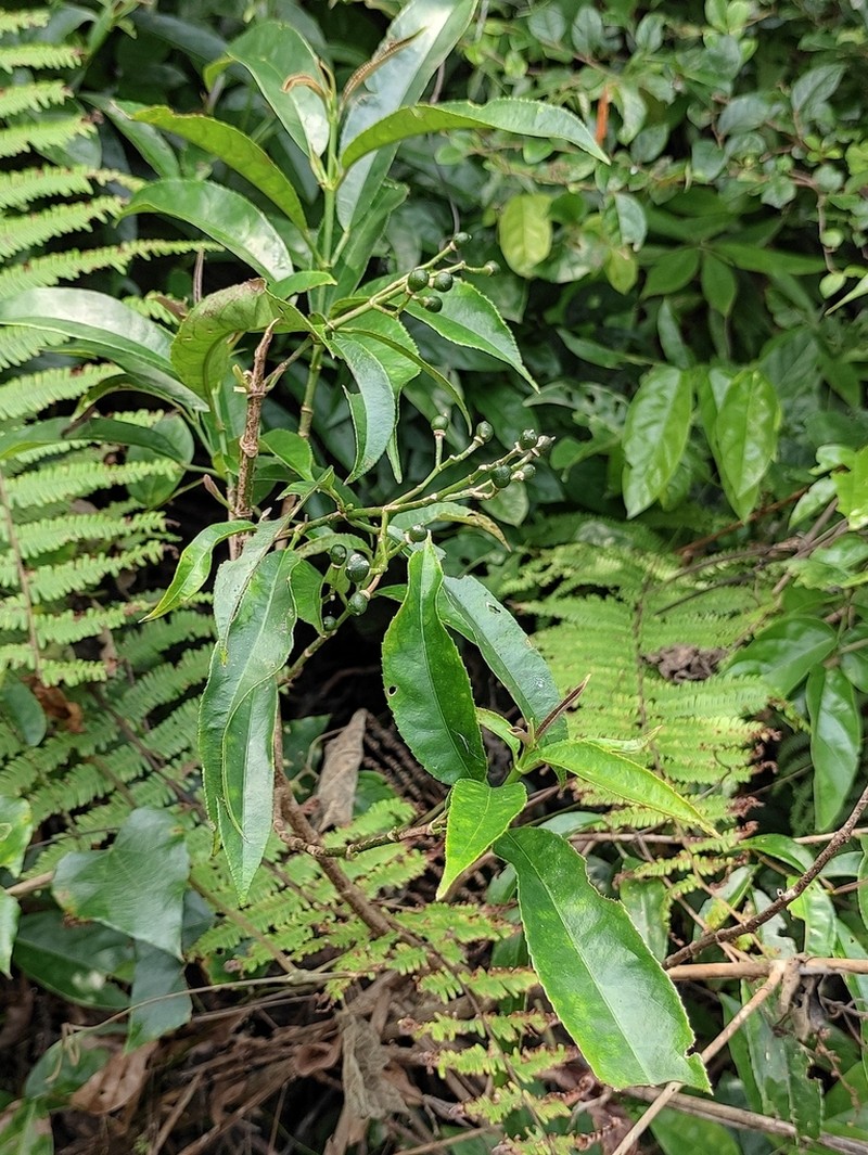 Staphylea arguta photo 6