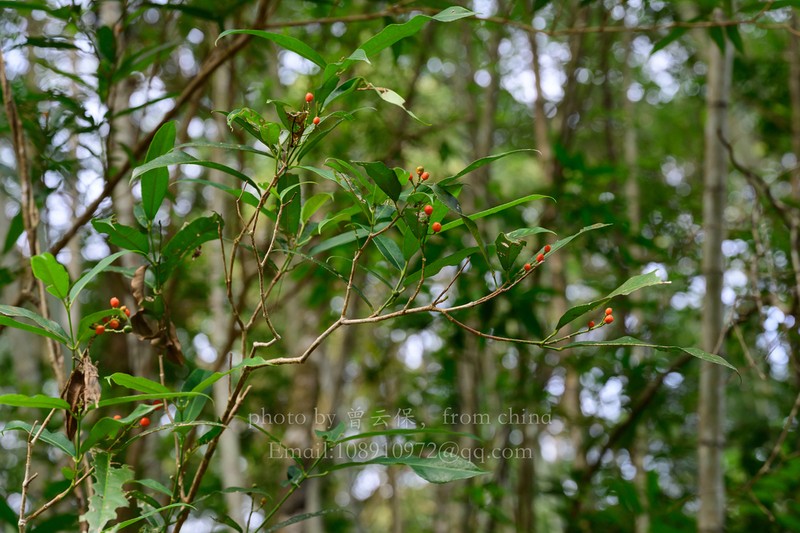 Staphylea arguta photo 7