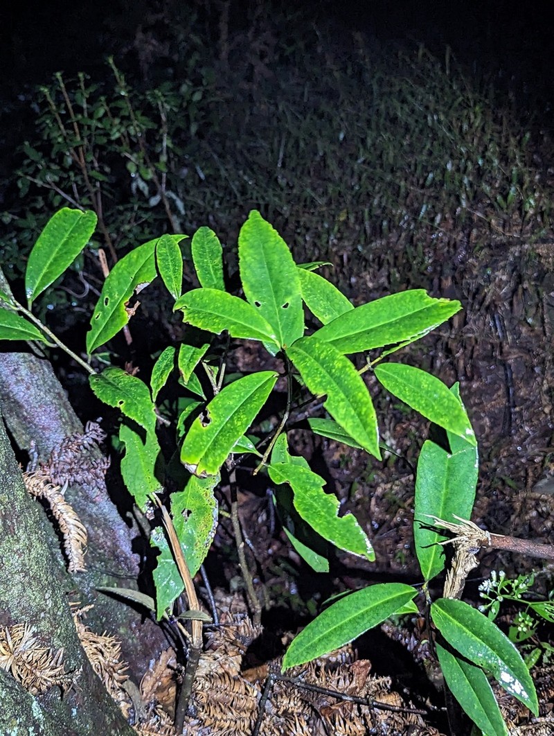 Staphylea arguta photo 8