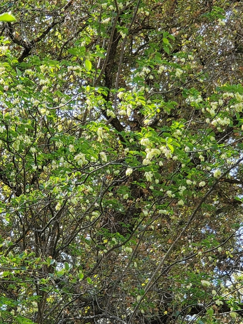 Sierra Bladdernut photo 2