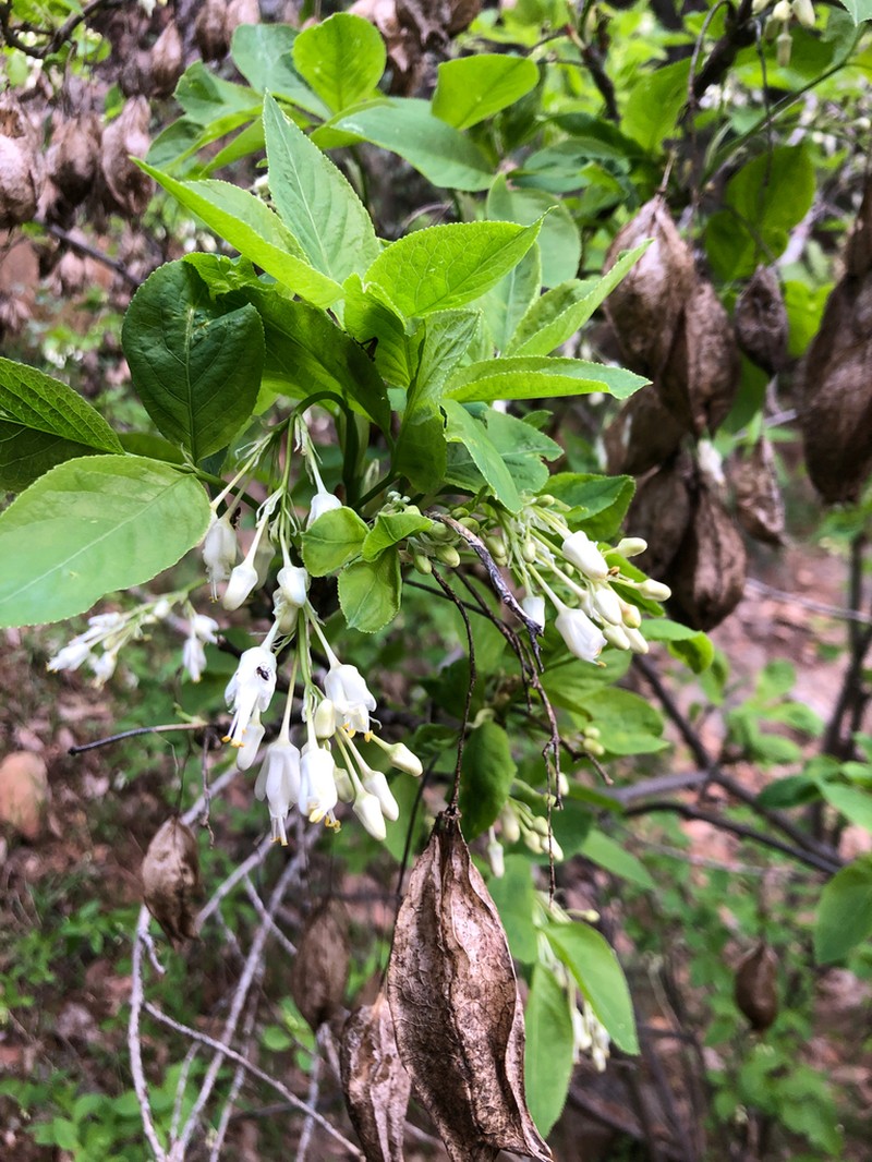 Sierra Bladdernut photo 3