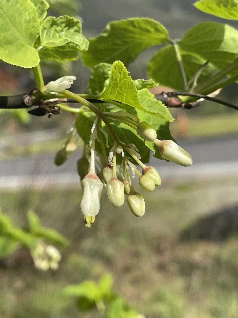 Sierra Bladdernut photo 4