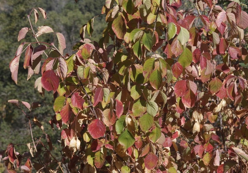 Sierra Bladdernut photo 5