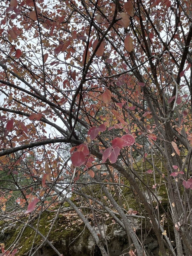 Sierra Bladdernut photo 6