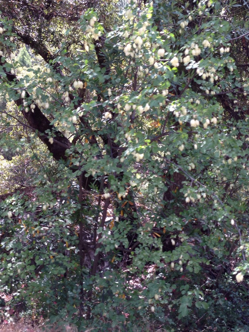 Sierra Bladdernut photo 7