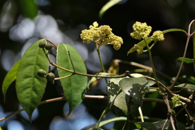 Staphylea cochinchinensis