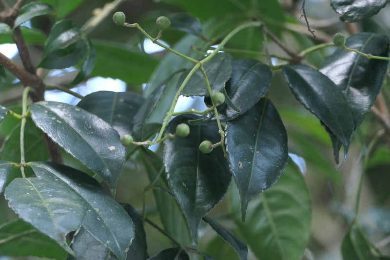 Staphylea cochinchinensis photo 2
