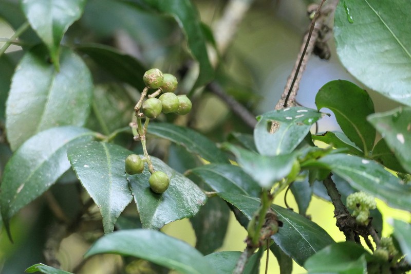 Staphylea cochinchinensis photo 3