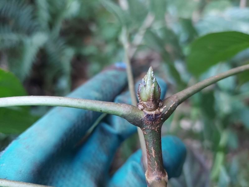 Staphylea cochinchinensis photo 4