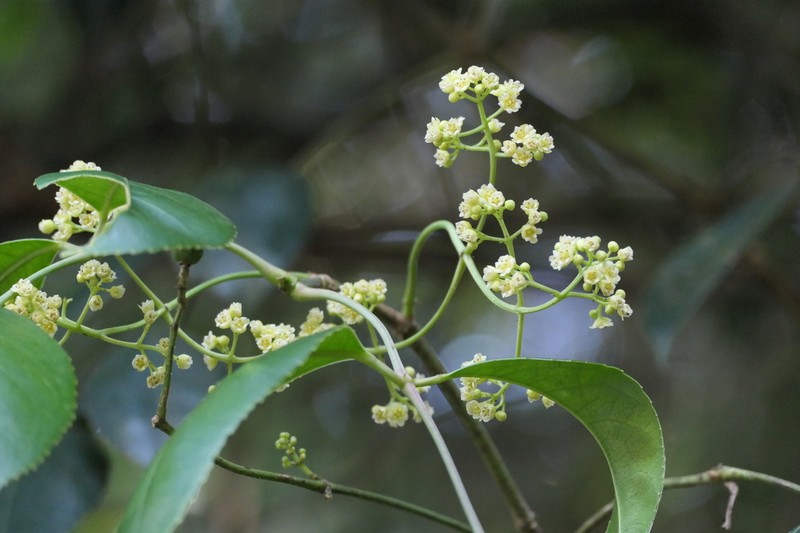 Staphylea cochinchinensis photo 5