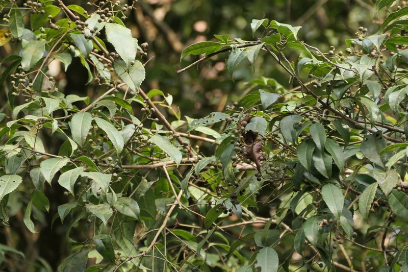 Staphylea cochinchinensis photo 6
