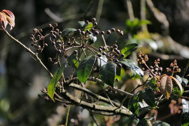 Staphylea cochinchinensis photo 7