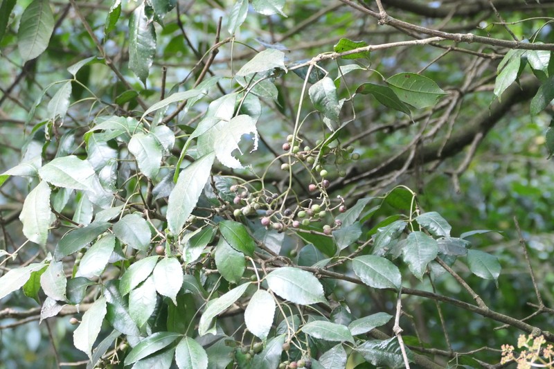 Staphylea cochinchinensis photo 8