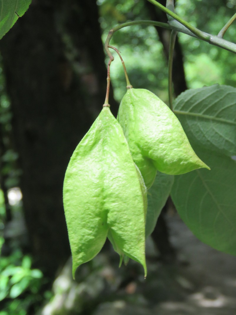 Staphylea emodi photo 3