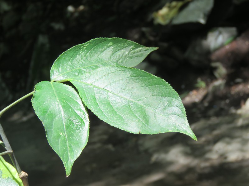 Staphylea emodi photo 4