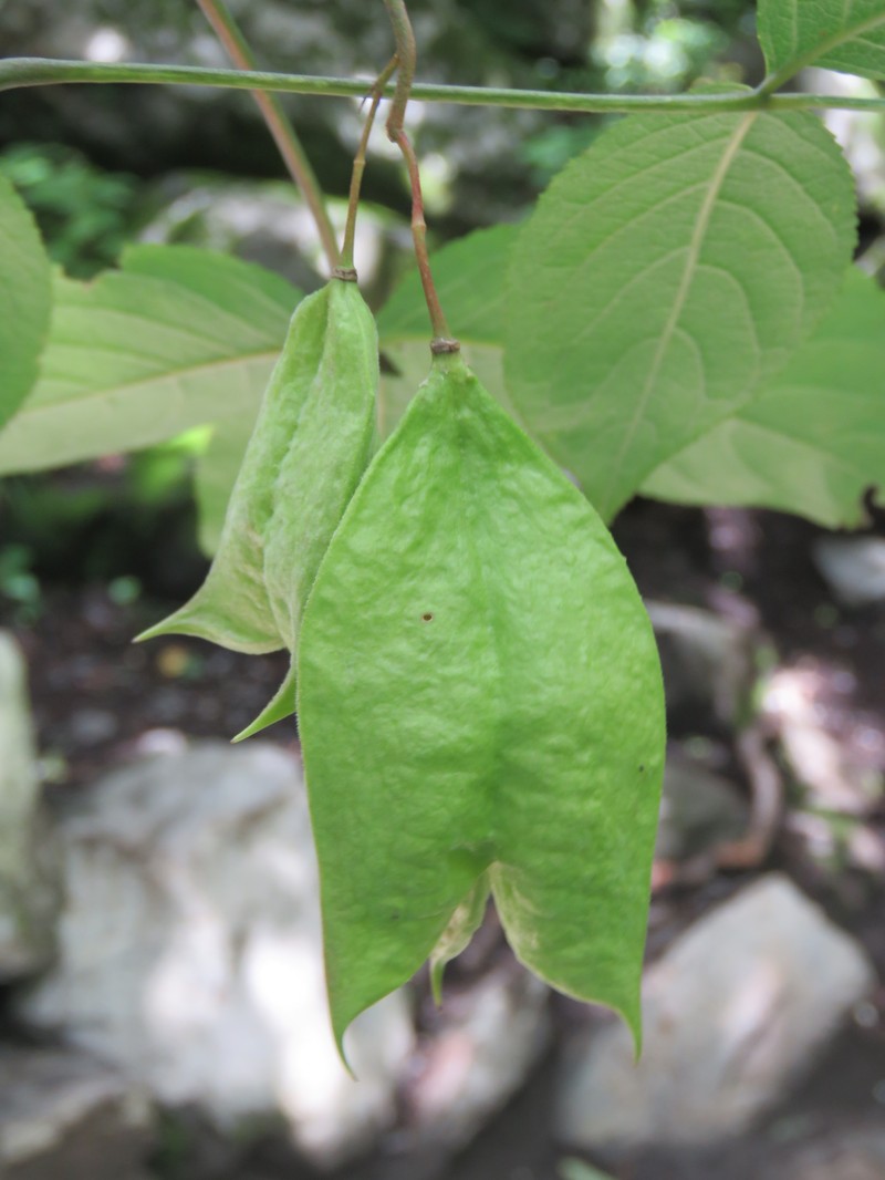 Staphylea emodi photo 6
