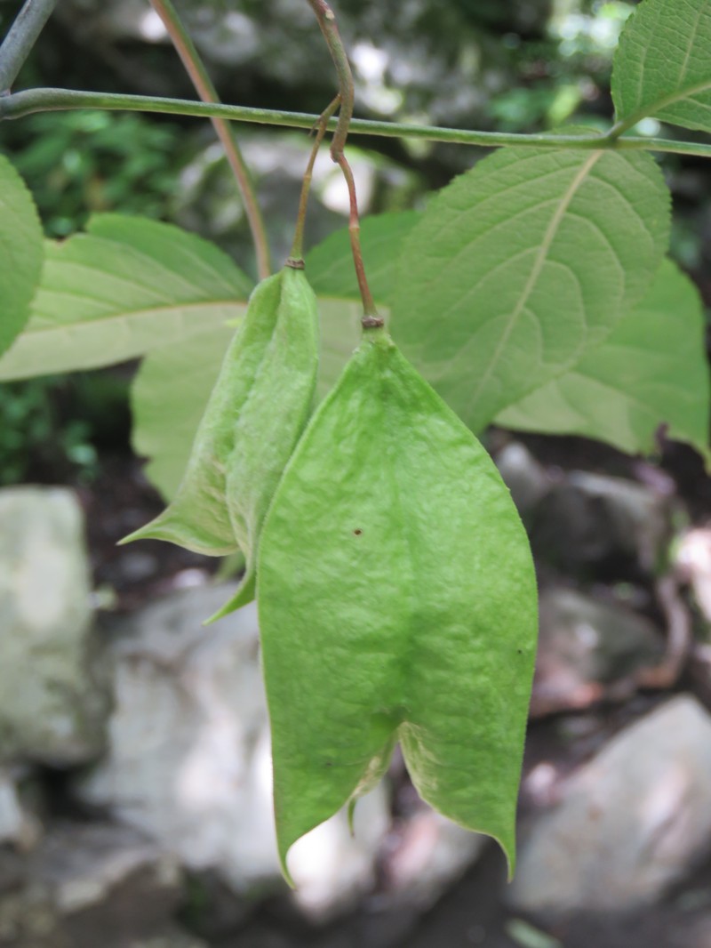 Staphylea emodi photo 7