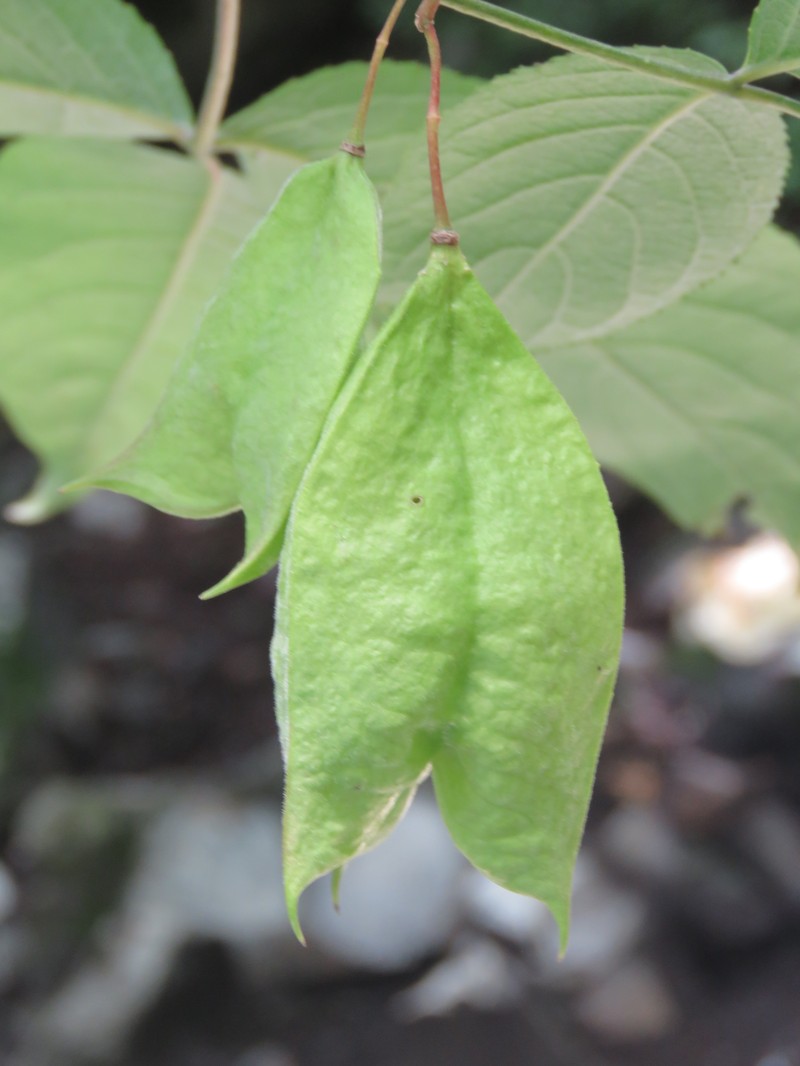 Staphylea emodi photo 8
