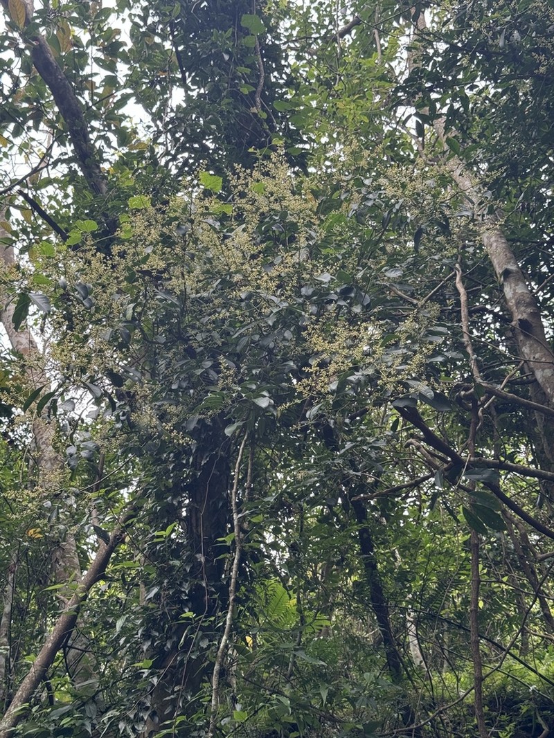 Staphylea ternata