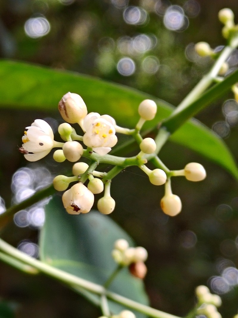 Staphylea ternata photo 2