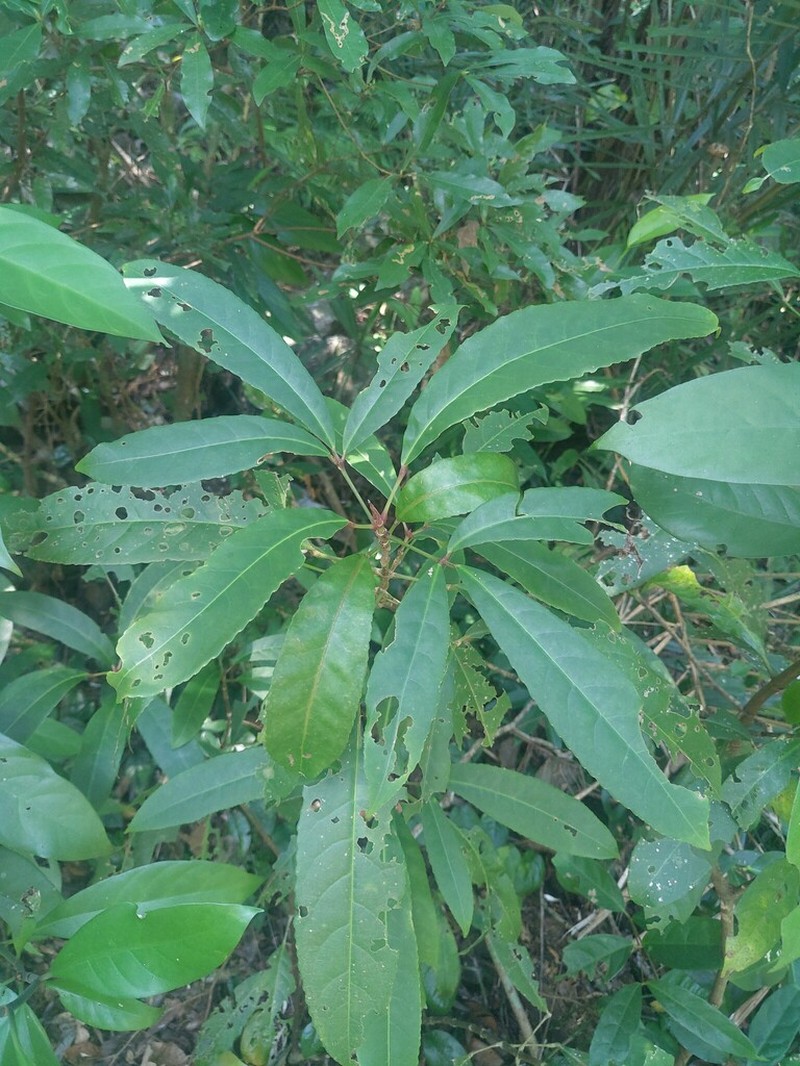 Staphylea ternata photo 3