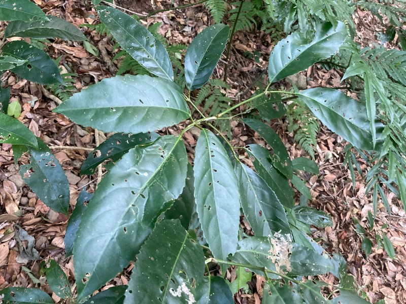Staphylea ternata photo 4