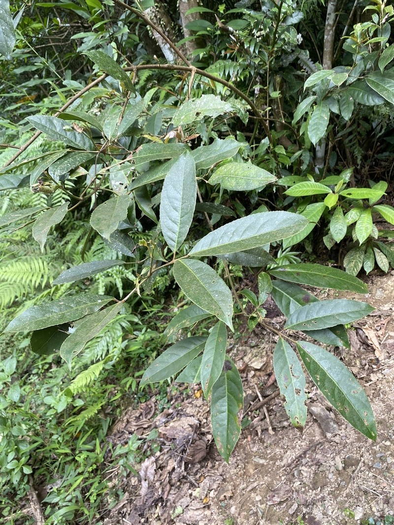 Staphylea ternata photo 5