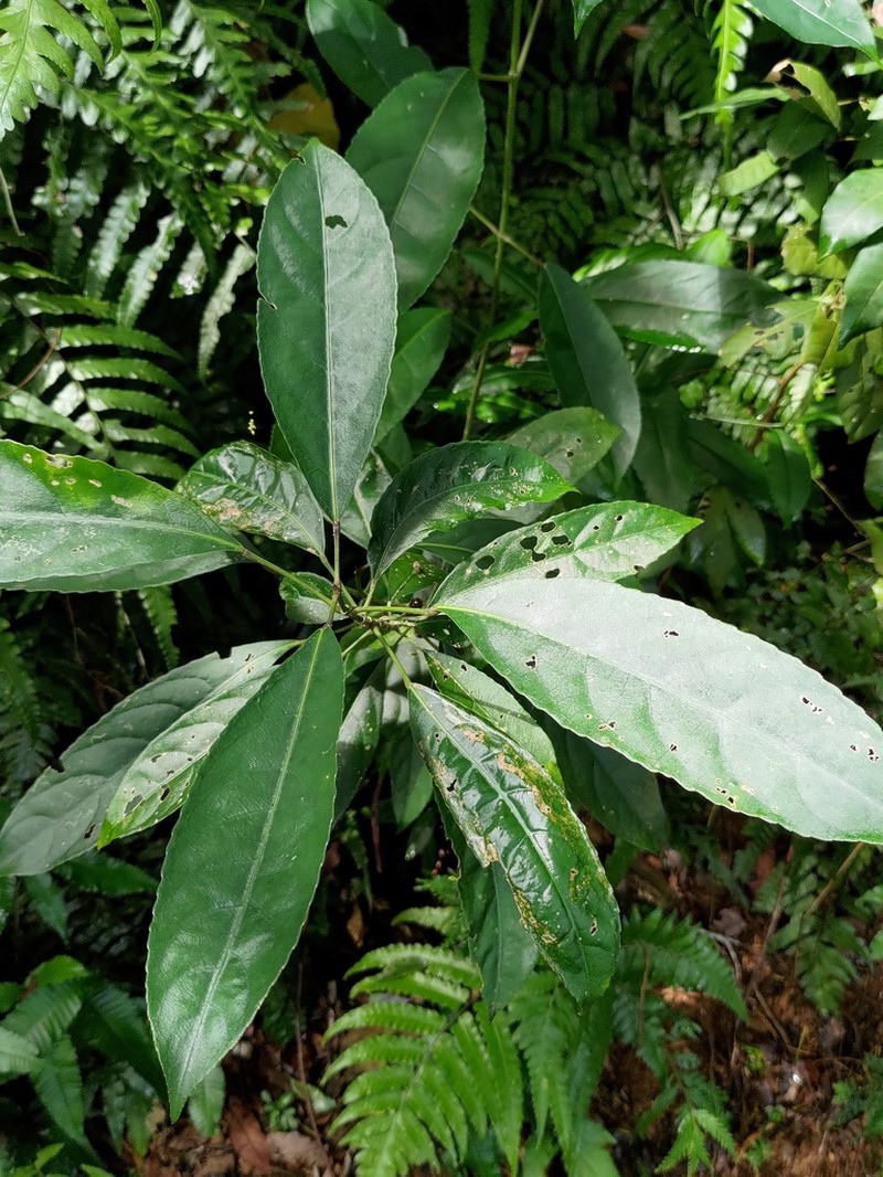 Staphylea ternata photo 6