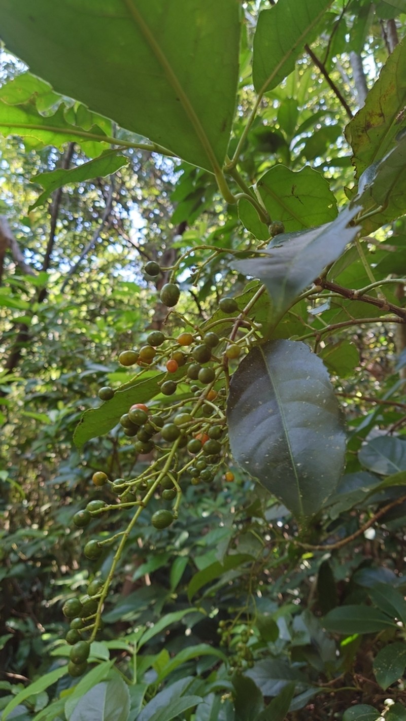 Staphylea ternata photo 7