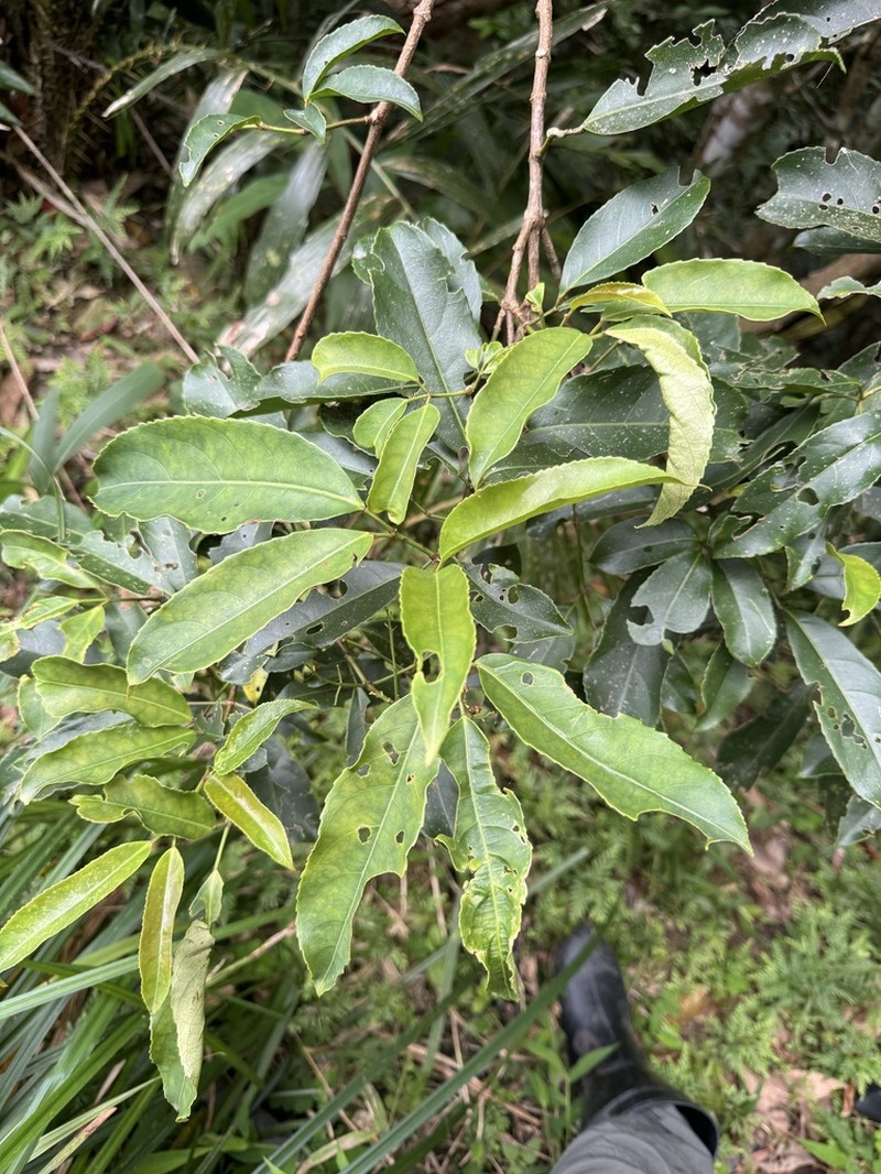 Staphylea ternata photo 8