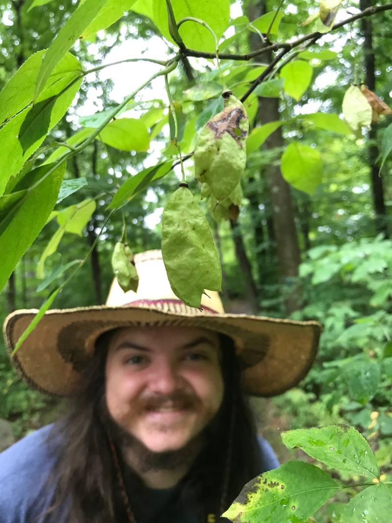 American Bladdernut photo 2