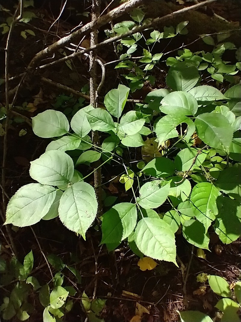 American Bladdernut photo 3