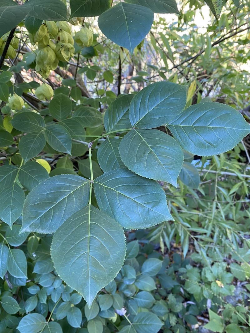 American Bladdernut photo 4