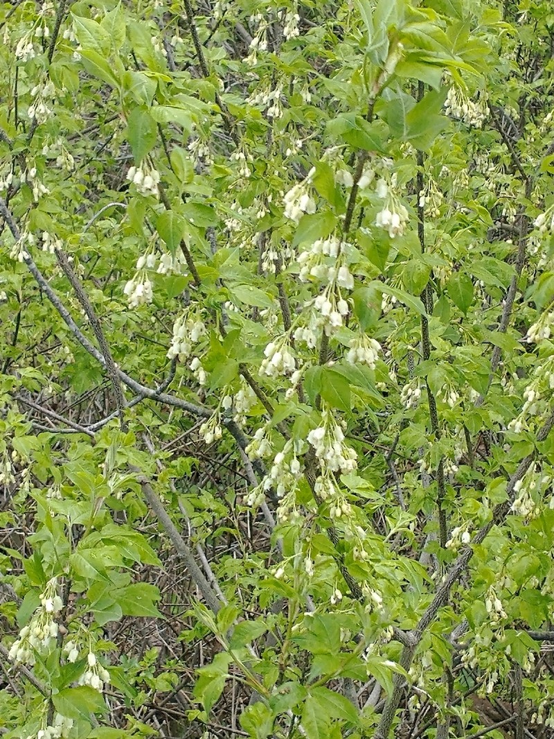 American Bladdernut photo 5