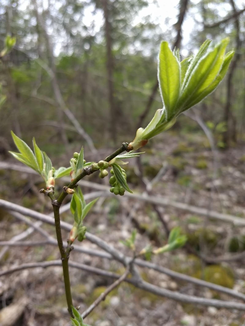 American Bladdernut photo 6