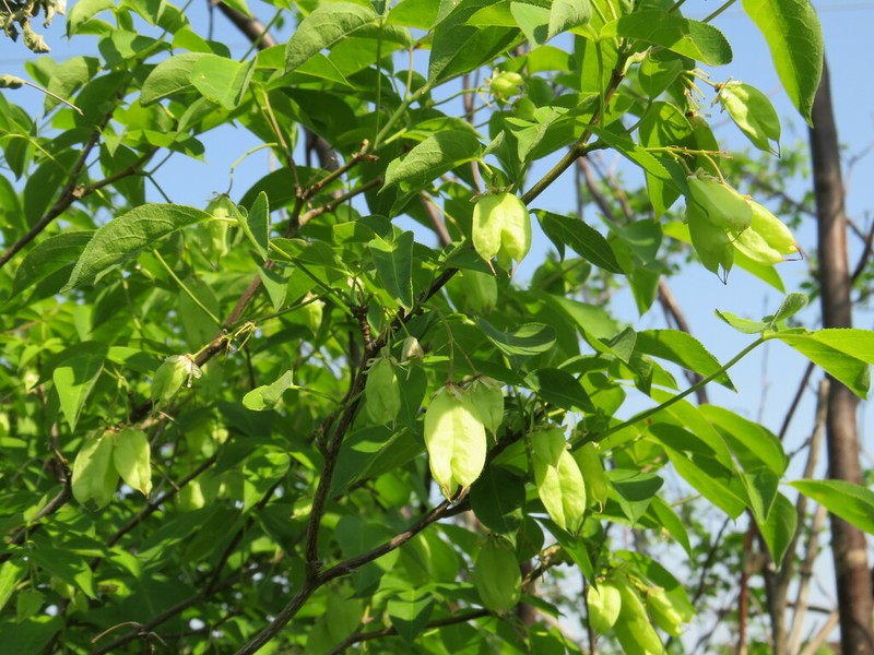 American Bladdernut photo 7