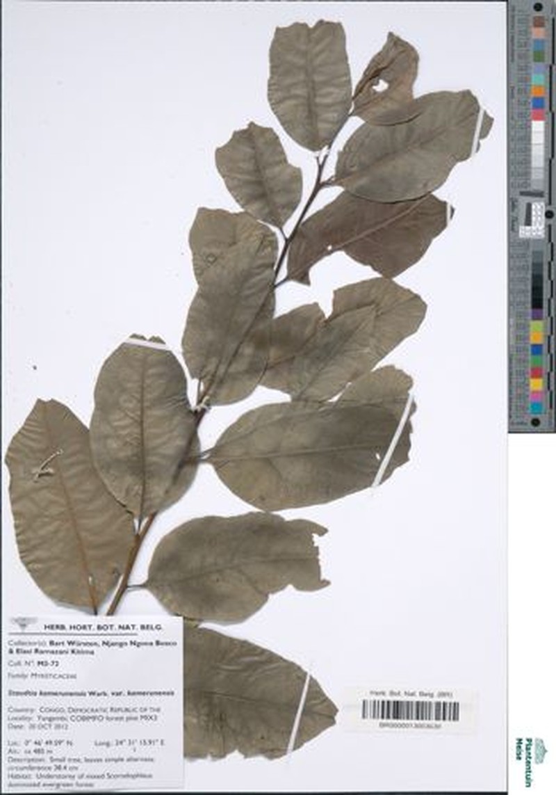 Staudtia kamerunensis var. kamerunensis