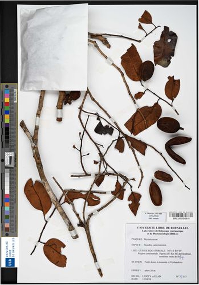Staudtia kamerunensis var. kamerunensis photo 2