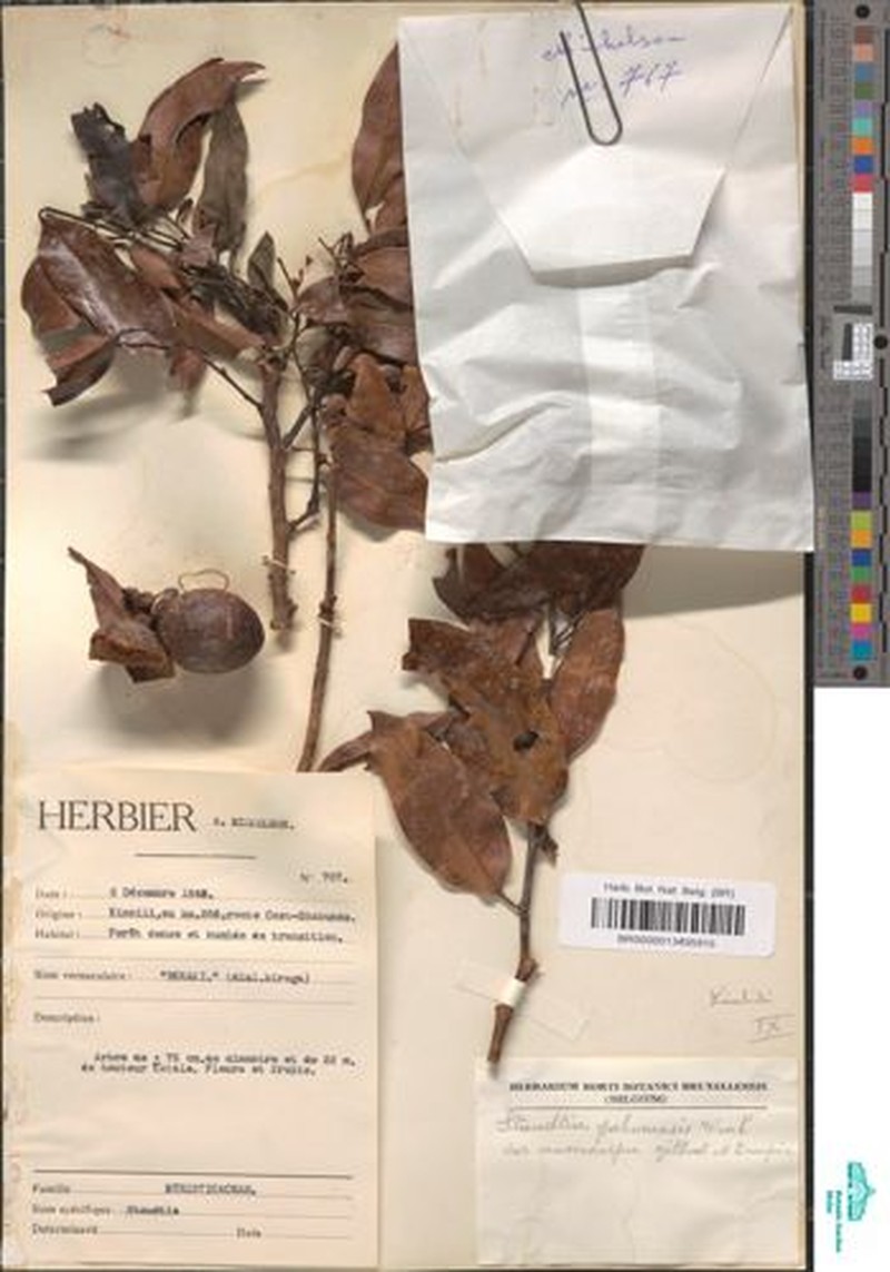 Staudtia kamerunensis var. kamerunensis photo 3